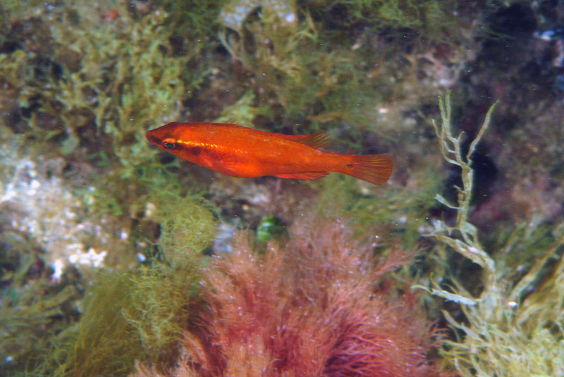 Symphodus ocellatus in livrea arancione ?